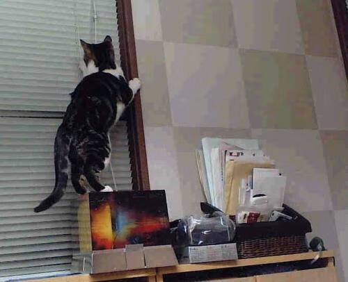 开云中国-“雪域战神：北极圈极寒赛段的激情较量”，北极雪景